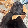 affection, animals, bed, black_cat, blanket, cat, closeup, companionship, cute, domestic, eyes_closed, friendship, fur, indoor, mammal, orange_cat, pets, relaxation, snuggle, whiskers