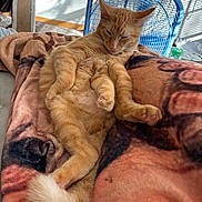 Sparky is registered to the contest to win money with this photo: animal, blanket, cat, comfort, cozy, cute, fan, feline, fur, home, indoor, nap, orange_tabby, paw, pet, relaxed, resting, sunlight, tail, whiskers