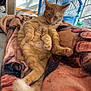 animal, blanket, cat, comfort, cozy, cute, fan, feline, fur, home, indoor, nap, orange_tabby, paw, pet, relaxed, resting, sunlight, tail, whiskers