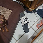 Killer joined the competition — help win amazing prizes! dog, dog_bed, shoe, slide_sandal, tile_floor, brown, small_dog, clutter, corner, household_items, floor_tile, indoor, pet, resting, paw, furniture, plastic_bottle, shadow, cable, messy