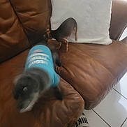 G.g joined the competition — help win amazing prizes! animal, blue_shirt, blur, brown_couch, canine, companion, dog, domestic, footwear, furniture, home, indoor, leather_couch, motion, nike_slippers, pet, playing, small_dog, tile_floor, white_pillow