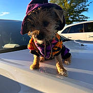 Princess Fee is registered to the contest to win money with this photo: dog, puppy, costume, wizard_hat, outdoor, car, sunlight, blue_sky, tree, pet, adorable, small_dog, fur, animal, clothing, cute, portrait, shadow, vehicle, nature