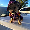 dog, puppy, costume, wizard_hat, outdoor, car, sunlight, blue_sky, tree, pet, adorable, small_dog, fur, animal, clothing, cute, portrait, shadow, vehicle, nature