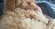 Preston P joined the competition — help win amazing prizes! puppy, dog, curly_hair, sleeping, cute, pet, fur, indoor, hand, cozy, resting, animal, closeup, small_dog, curled_up, soft, adorable, home, companion, relaxed