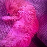 Preston P joined the competition — help win amazing prizes! dog, sleeping, curled_up, fluffy, carpet, indoor, pet, resting, purple_light, pink_light, cozy, fur, animal, cute, relaxed, curly_fur, home, domestic_animal, peaceful, quiet