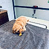 Preston P is registered to the contest to win money with this photo: puppy, dog, brown_dog, chewing, bone, towel, table, indoor, pet, cute, small_dog, fur, animal, canine, resting, veterinary, grooming, cabinet, door, wall