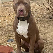 Bear is registered to the contest to win money with this photo: dog, pitbull, brown_dog, white_chest, sitting, stone_ledge, backyard, dry_grass, fence, collar, ears_up, outdoor, pet, animal, canine, serious_expression, cartoon_bear, sticker, nature, daylight