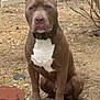 dog, pitbull, brown_dog, white_chest, sitting, stone_ledge, backyard, dry_grass, fence, collar, ears_up, outdoor, pet, animal, canine, serious_expression, cartoon_bear, sticker, nature, daylight