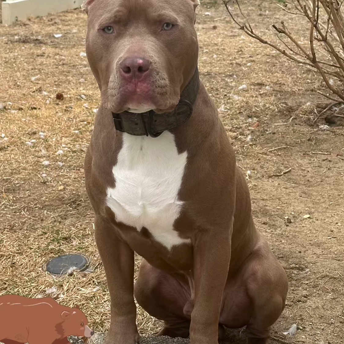 Bear is registered to the contest to win money with this photo: animal, backyard, brown_dog, canine, cartoon_bear, collar, daylight, dog, dry_grass, ears_up, fence, nature, outdoor, pet, pitbull, serious_expression, sitting, sticker, stone_ledge, white_chest