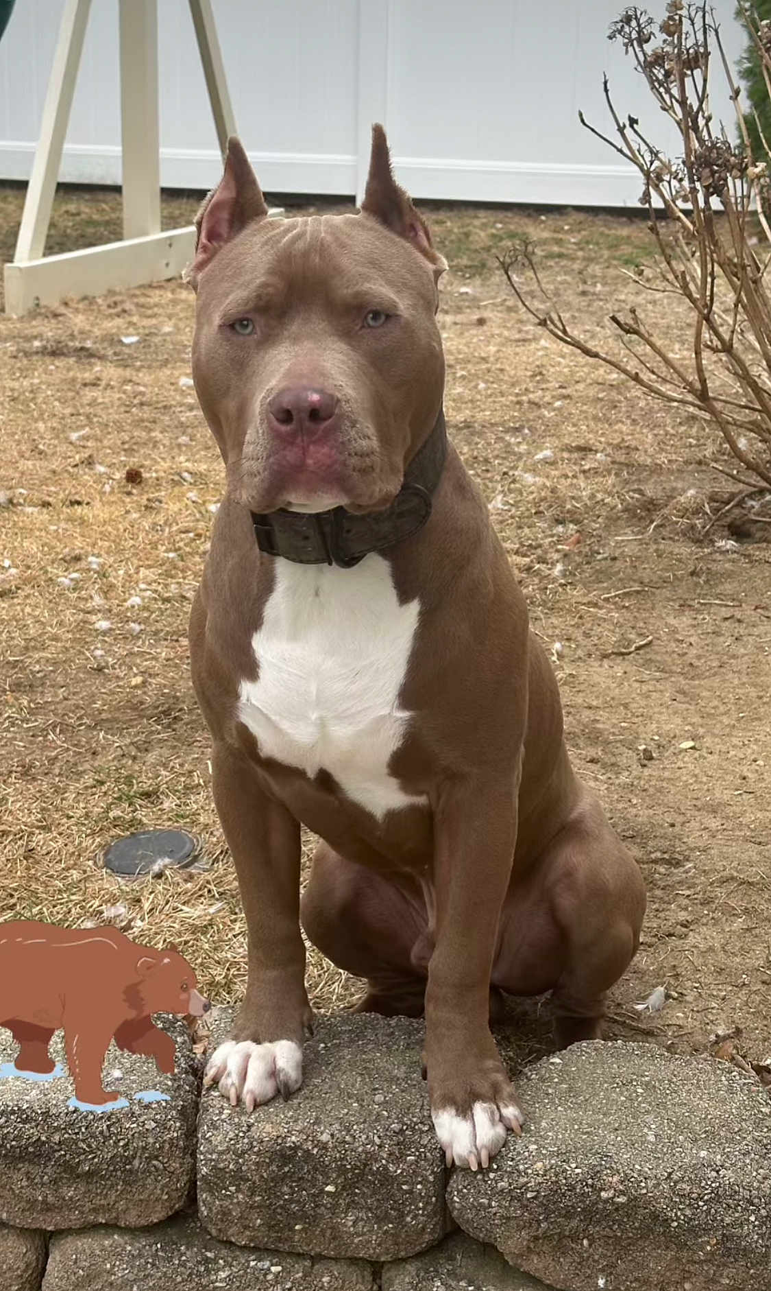 Bear is registered to the contest to win money with this photo: dog, pitbull, brown_dog, white_chest, sitting, stone_ledge, backyard, dry_grass, fence, collar, ears_up, outdoor, pet, animal, canine, serious_expression, cartoon_bear, sticker, nature, daylight