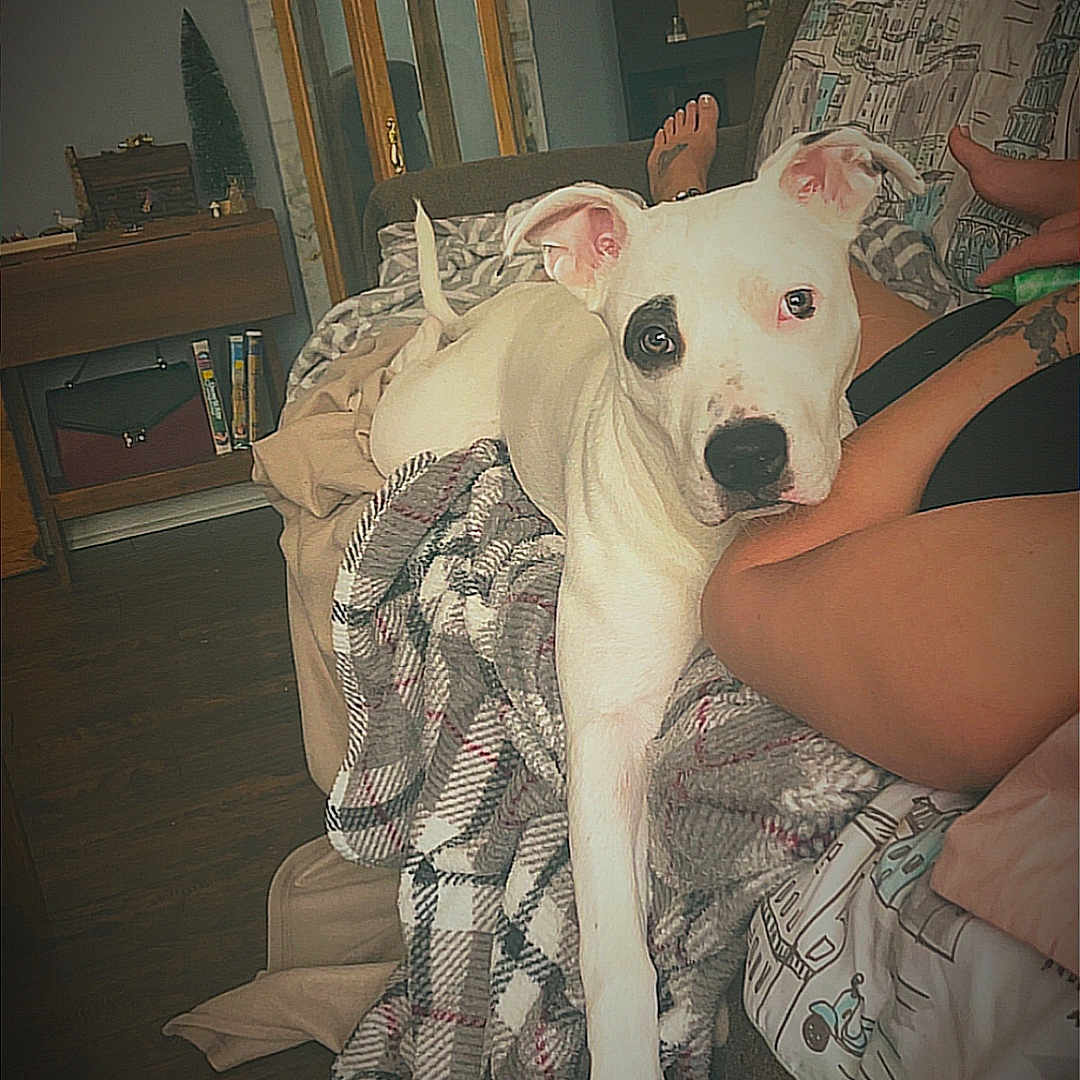 Skrimmy joined the competition — help win amazing prizes! animal, black_patch, cabinet, comfort, couch, cozy, decor, dog, furniture, home, indoor, legs, living_room, pet, plaid_blanket, relaxed, resting, stretching, white_dog, wooden_floor