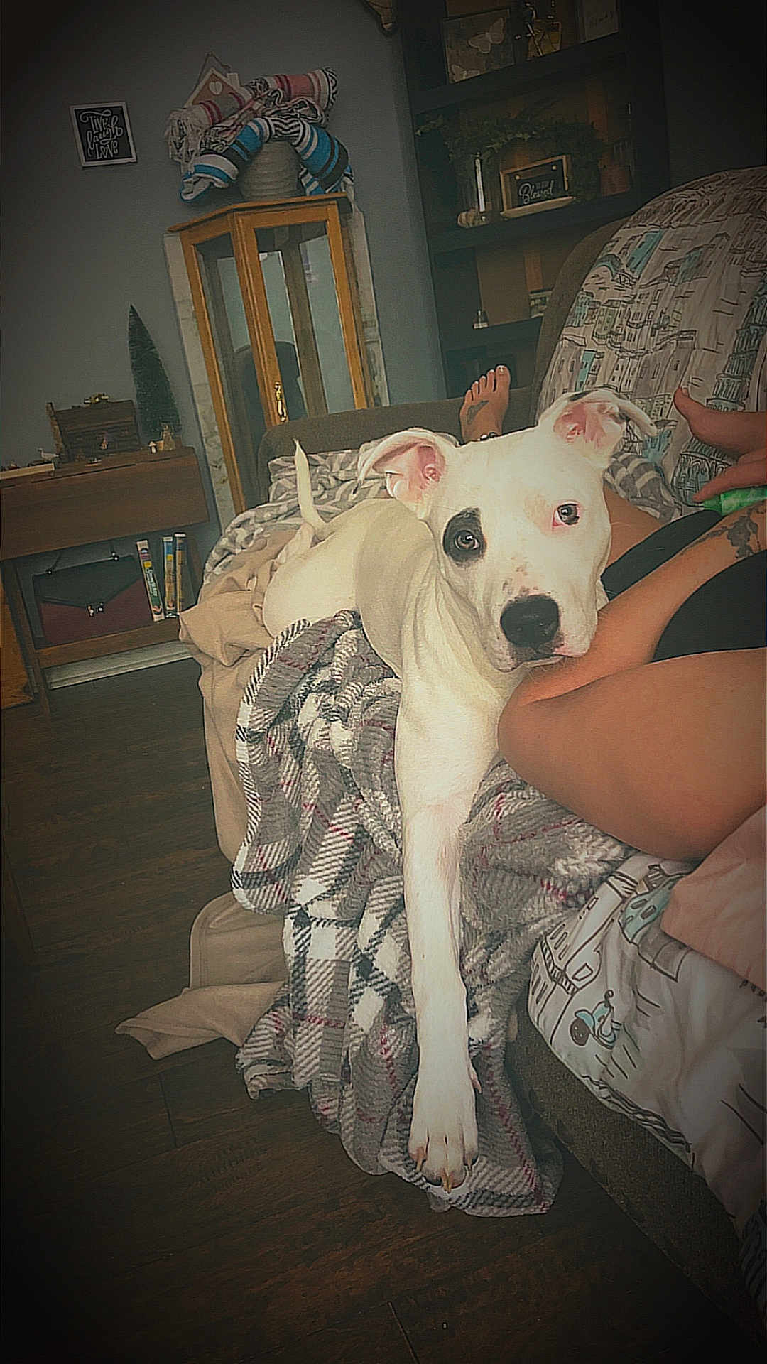 Skrimmy joined the competition — help win amazing prizes! animal, black_patch, cabinet, comfort, couch, cozy, decor, dog, furniture, home, indoor, legs, living_room, pet, plaid_blanket, relaxed, resting, stretching, white_dog, wooden_floor