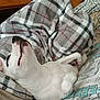 Skrimmy is registered to the contest to win money with this photo: bed, bedding, black_spots, blanket, canine, comfort, cozy, dog, domestic_animal, fur, indoor, lying_down, paw, pet, plaid_blanket, relaxed, resting, sleeping, snuggle, white_dog