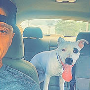 Skrimmy joined the competition — help win amazing prizes! animal, backseat, cap, car_interior, casual_clothing, daylight, dog, driver, headrest, man, pet, playful, portrait, seat, seatbelt, selfie, smile, tongue_out, white_dog, window
