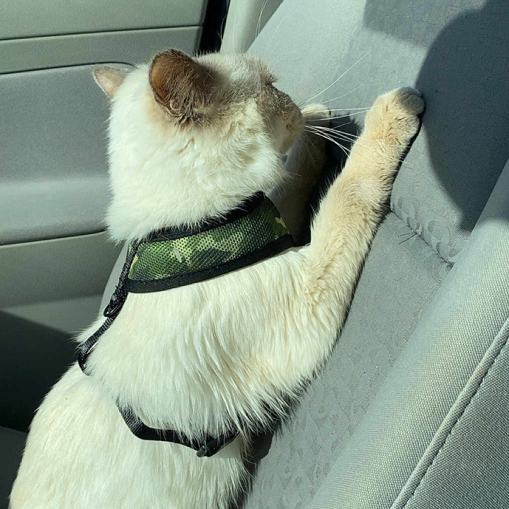 Gouda joined the competition — help win amazing prizes! accessories, animal, belt, car, cat, chair, couch, cushion, furniture, homedecor, kitten, machine, person, pet, siamese, sleeping, strap, transportation, vehicle, wheel
