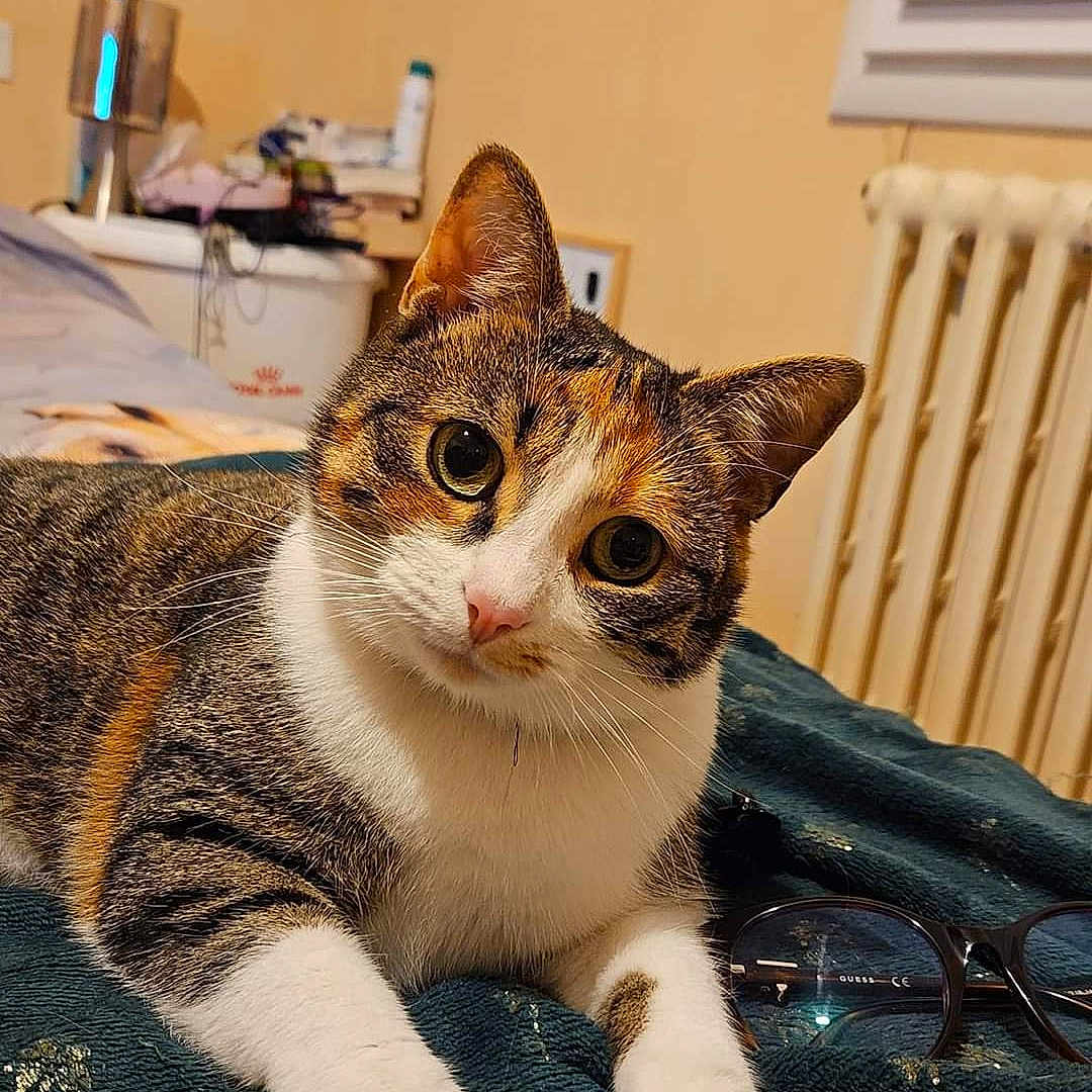 Mimi participe au concours pour gagner de l'argent avec cette photo : abyssinian, animal, blanket, cat, doctor, furniture, hardwood, indoors, interiordesign, kitten, knot, manx, person, pet, racket, sport, stainedwood, tennis, tennisracket, wood