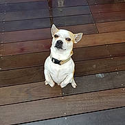 Némo a rejoint le concours — aidez-le/la à gagner de superbes lots ! dog, small_dog, beige_dog, white_dog, pet, sitting, wooden_deck, outdoor, collar, looking_up, animal, canine, fur, ears, cute, expression, floor, planks, domestic_animal, companion