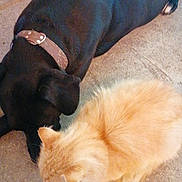 Garfil participe au concours pour gagner de l'argent avec cette photo : dog, cat, black_dog, ginger_cat, collar, pet, animal, floor, concrete, indoor, home, furry, friendship, resting, curious, sniffing, red_couch, close_up, companion, domestic