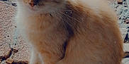 Garfil a rejoint le concours — aidez-le/la à gagner de superbes lots ! cat, fluffy, cream_colored, sitting, outdoor, pavement, cracked_ground, animal, pet, feline, calm, fur, ears, whiskers, blue_eyes, texture, background, natural_light, close_up, quiet