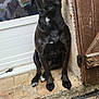 Pretinha a rejoint le concours — aidez-le/la à gagner de superbes lots ! animal, black_dog, canine, dog, door, ears, fur, glass_door, looking_at_camera, outdoor, paws, pet, quiet, reflection, sitting, snout, step, tiles, white_markings, wooden_door