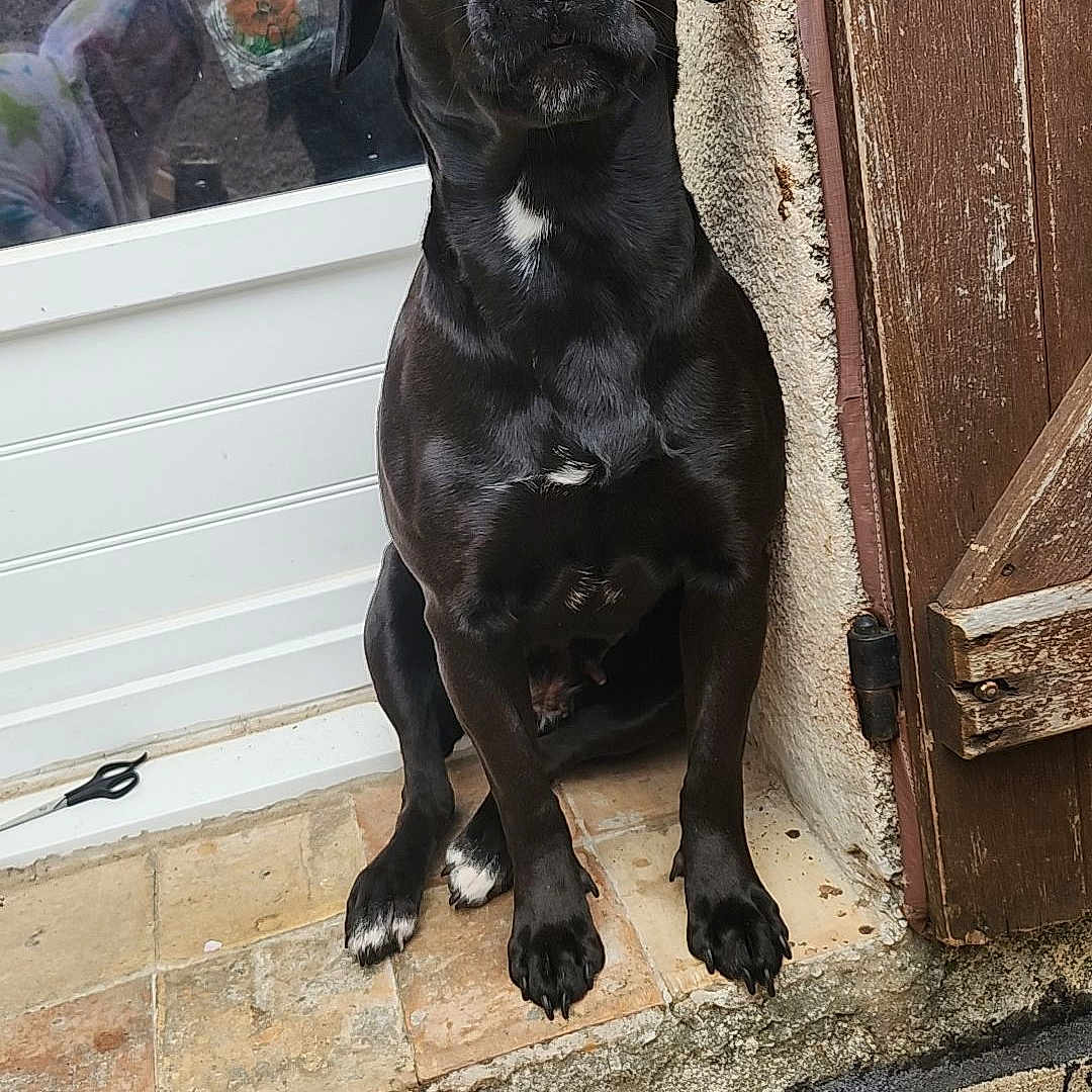 Pretinha a rejoint le concours — aidez-le/la à gagner de superbes lots ! animal, black_dog, canine, dog, door, ears, fur, glass_door, looking_at_camera, outdoor, paws, pet, quiet, reflection, sitting, snout, step, tiles, white_markings, wooden_door