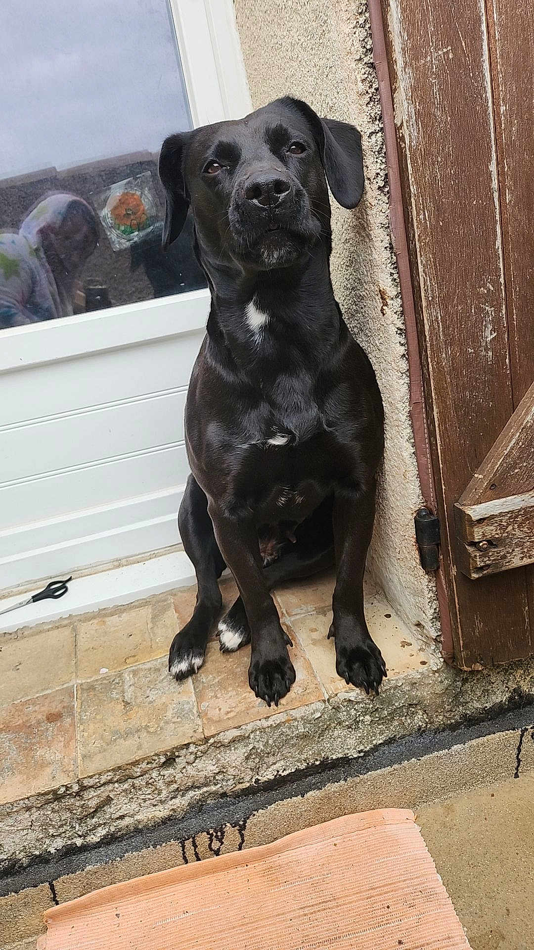 Pretinha