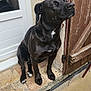animal, black_dog, calm, canine, dog, domestic, door, ears, fur, looking_up, outdoor, paw, pet, quiet, resting, sitting, snout, tile_floor, wall, white_patch