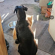 Pretinha participe au concours pour gagner de l'argent avec cette photo : animal, back_view, black_dog, cat, companionship, dog, doormat, floor, friendship, furry, metal_bowl, orange_cat, outdoor, peaceful, pets, quiet, relaxed, rustic, shadows, sunlight