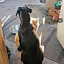 animal, back_view, black_dog, cat, companionship, dog, doormat, floor, friendship, furry, metal_bowl, orange_cat, outdoor, peaceful, pets, quiet, relaxed, rustic, shadows, sunlight