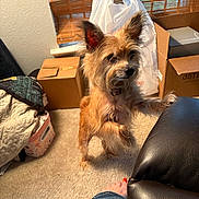 Chip is registered to the contest to win money with this photo: basket, cardboard_box, carpet, cozy, curious, dog, ear_up, foot, furniture, indoor, jeans, leather_chair, person, plastic_bag, quilt, room, small_dog, standing, toenail_paint, window_blind
