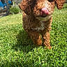 Knox joined the competition — help win amazing prizes! animal, brown_fur, closeup, curly_fur, cute, dog, ears, front_paw, grass, greenery, house, nose, outdoor, pet, playful, puppy, sunlight, tongue, walking, yard