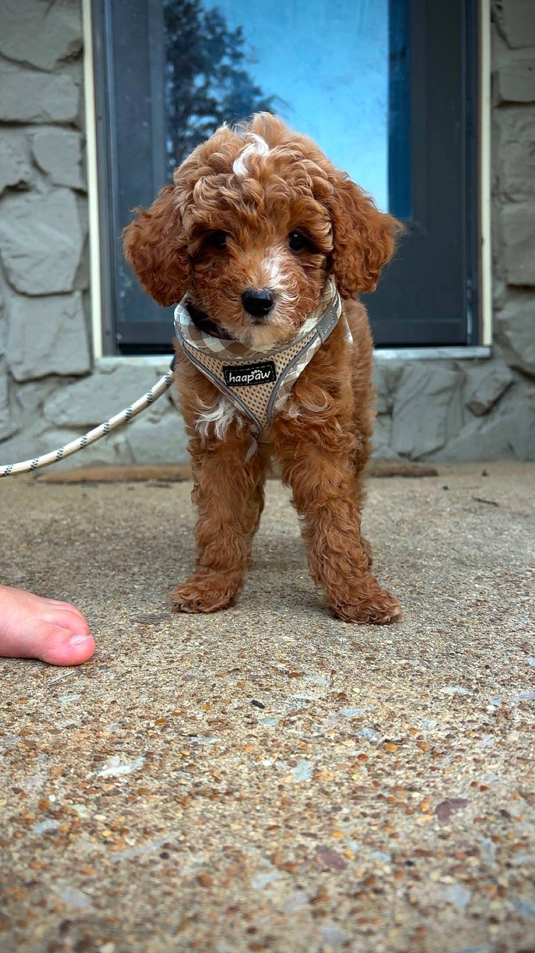Knox
