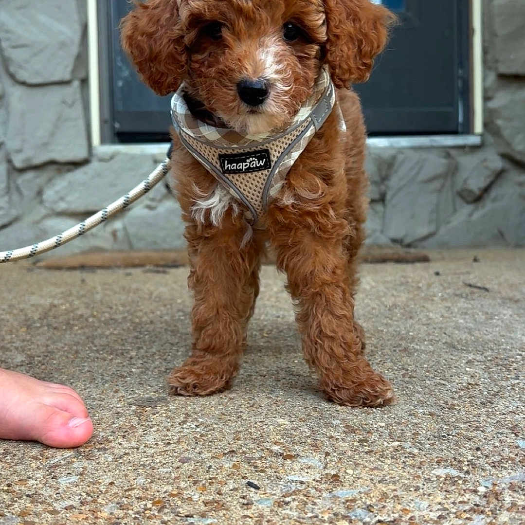 Knox