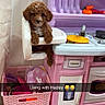 Knox is registered to the contest to win money with this photo: basket, caption, curly_hair, cute, dog, floor_tiles, high_chair, household, indoor, laughing_emojis, pet, pink, play_area, puppy, purple, shoes, small_dog, toy, toy_kitchen, wall