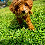 Knox is registered to the contest to win money with this photo: animal, backyard, brown_fur, closeup, curly_fur, cute, dog, fluffy, friendly, grass, greenery, nature, outdoor, pet, playing, puppy, summer, sunlight, walk, young