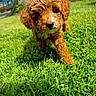animal, backyard, brown_fur, closeup, curly_fur, cute, dog, fluffy, friendly, grass, greenery, nature, outdoor, pet, playing, puppy, summer, sunlight, walk, young