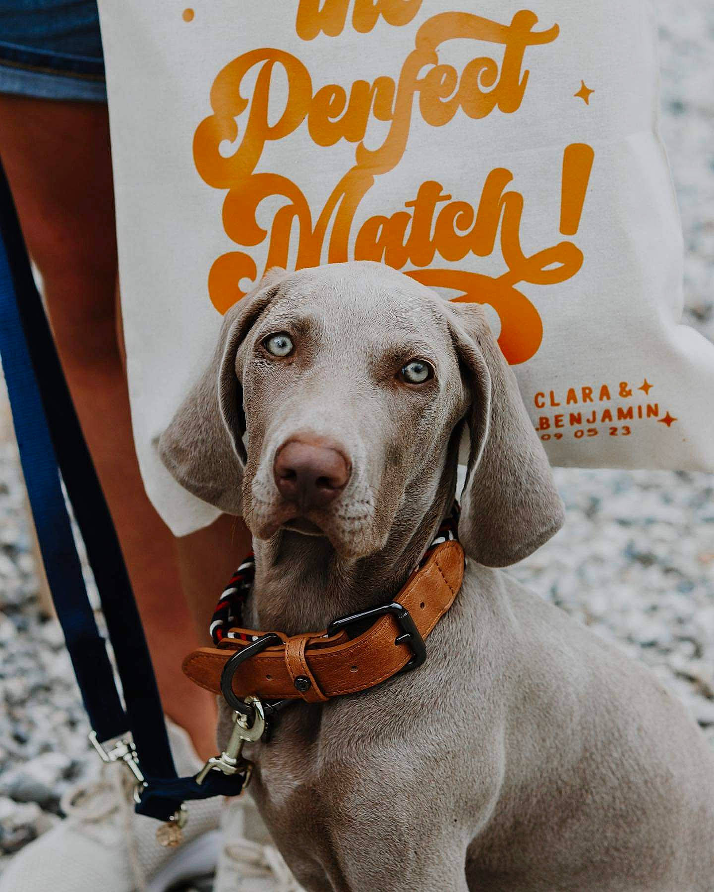 Boston a rejoint le concours — aidez-le/la à gagner de superbes lots ! canidae, carnivore, collar, companion_dog, dog, dog_breed, dog_collar, dog_supply, fawn, font, hunting_dog, liver, logo, pet_supply, sleeve, snout, sporting_group, terrestrial_animal, whiskers, working_animal