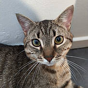 Milo a rejoint le concours — aidez-le/la à gagner de superbes lots ! cat, tabby, whiskers, indoor, closeup, pet, animal, feline, curious, ears, eyes, face, fur, domestic, cute, looking, portrait, mammal, focus, background