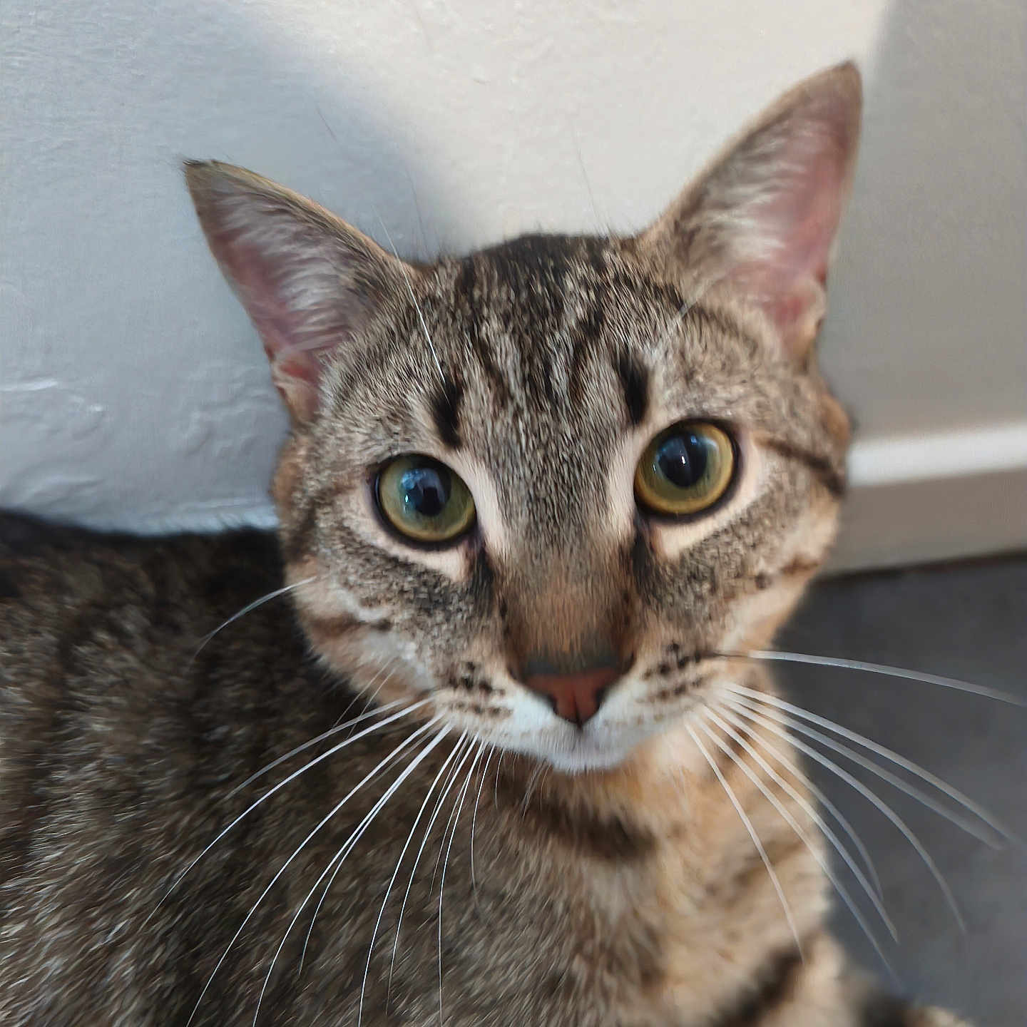 Milo a rejoint le concours — aidez-le/la à gagner de superbes lots ! cat, tabby, whiskers, indoor, closeup, pet, animal, feline, curious, ears, eyes, face, fur, domestic, cute, looking, portrait, mammal, focus, background