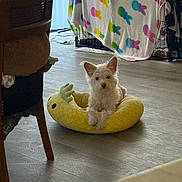 Lana joined the competition — help win amazing prizes! dog, indoor, pet_bed, pineapple_bed, wooden_floor, blanket, crate, colorful, bunny_pattern, furniture, chair, small_dog, fluffy, relaxed, cozy, home, animal, cute, resting, domestic