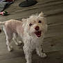Lana is registered to the contest to win money with this photo: dog, pet, indoor, wooden_floor, happy, light_fur, toy, floor, smiling, animal, canine, domestic, playful, room, furniture, cord, blurry_background, standing, looking_up, household