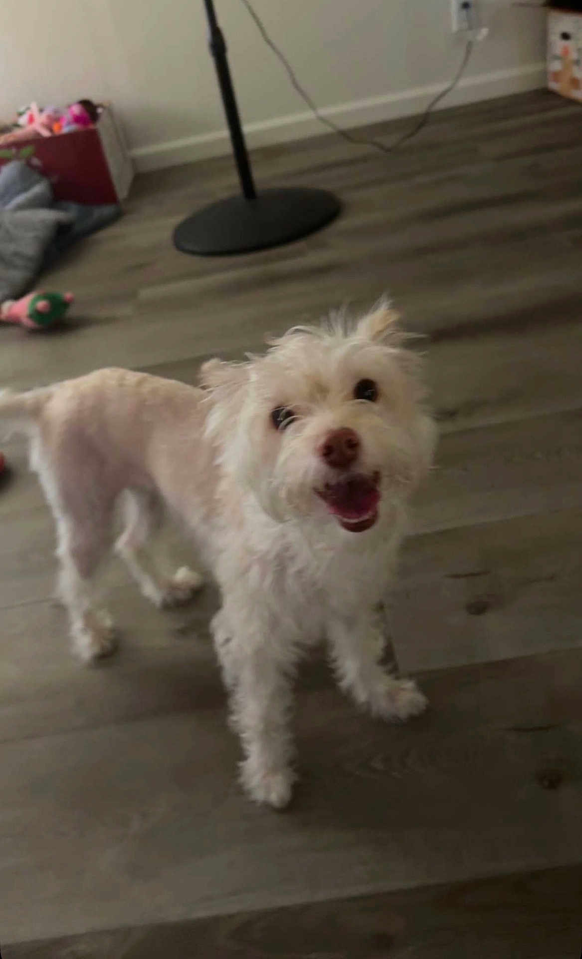 Lana is registered to the contest to win money with this photo: dog, pet, indoor, wooden_floor, happy, light_fur, toy, floor, smiling, animal, canine, domestic, playful, room, furniture, cord, blurry_background, standing, looking_up, household