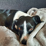 Nina a rejoint le concours — aidez-le/la à gagner de superbes lots ! dog, black_and_white, blanket, cozy, couch, pet, animal, resting, comfort, fur, ears, face, snuggling, closeup, brown_eyes, indoors, relaxed, soft_texture, sleepy, warm