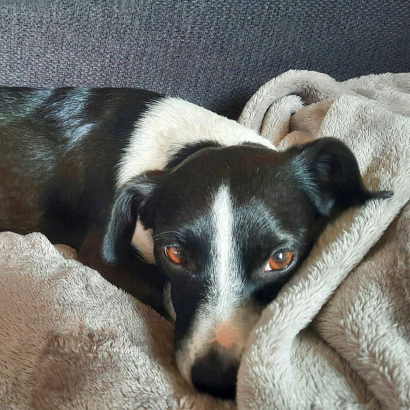Nina a rejoint le concours — aidez-le/la à gagner de superbes lots ! animal, black_and_white, blanket, brown_eyes, closeup, comfort, couch, cozy, dog, ears, face, fur, indoors, pet, relaxed, resting, sleepy, snuggling, soft_texture, warm