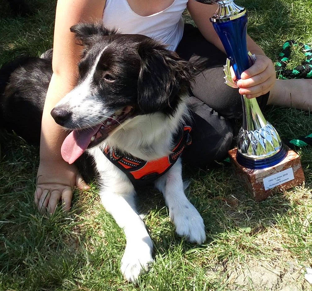 Trisha participe au concours pour gagner de l'argent avec cette photo : adventure, border_collie, canidae, carnivore, companion_dog, dog, dog_breed, mammal, mcnab, rare_breed_dog, spaniel, sporting_group, stabyhoun, vertebrate, working_dog