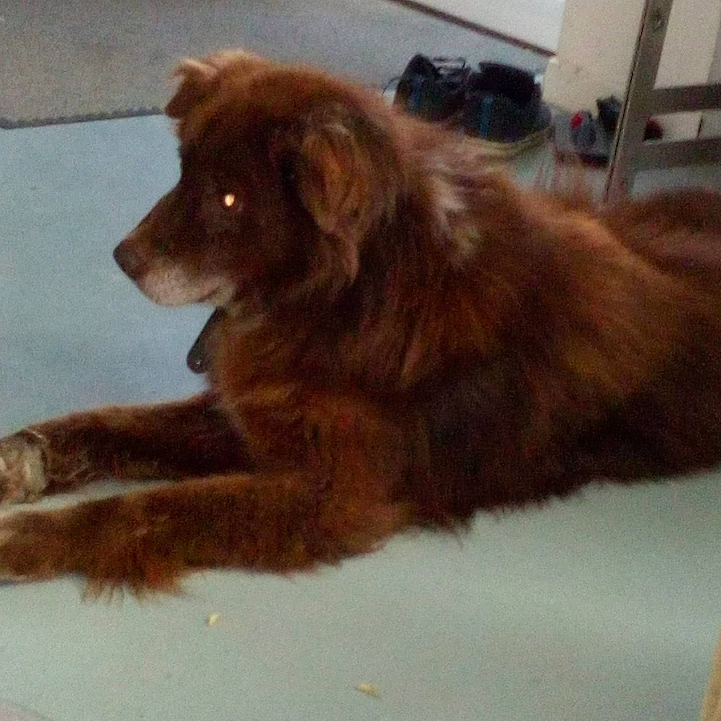 Pedro participe au concours pour gagner de l'argent avec cette photo : bakharwal_dog, canidae, carnivore, companion_dog, dog, dog_breed, fur, liver, mammal, newfoundland, puppy, sporting_group