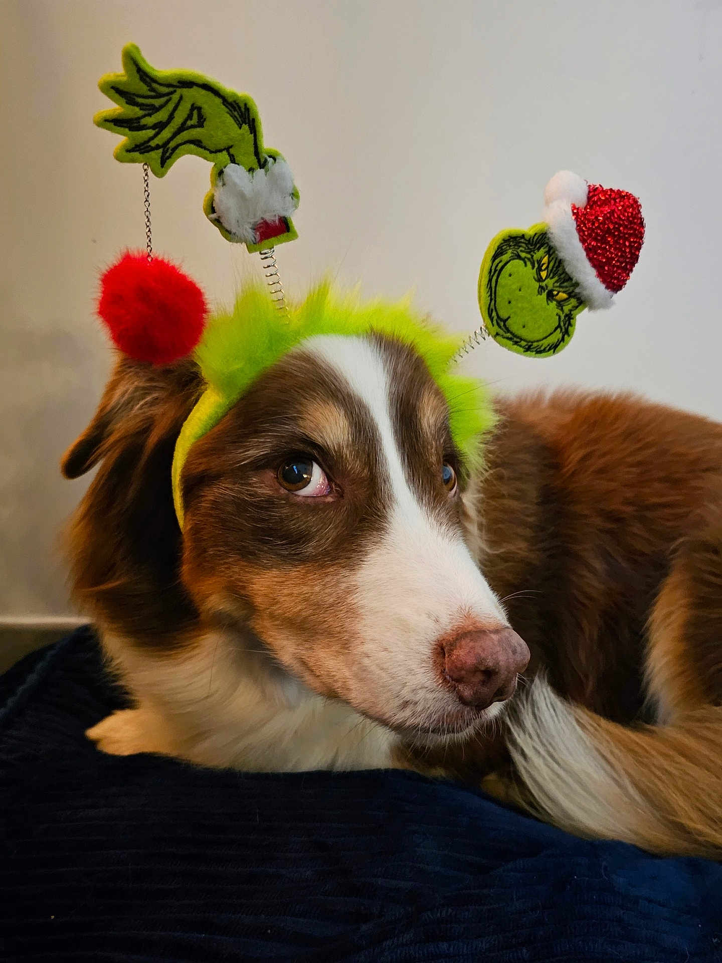 Jeep a rejoint le concours — aidez-le/la à gagner de superbes lots ! animal, ball, bodypart, canine, clothing, collie, dog, finger, glove, hand, hat, hound, person, pet, plush, puppy, sport, tennis, tennisball, toy