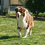 Jeep a rejoint le concours — aidez-le/la à gagner de superbes lots ! accessories, animal, backyard, canine, collie, dog, field, grass, grassland, husky, lawn, nature, outdoors, park, pet, plant, puppy, saintbernard, strap, yard