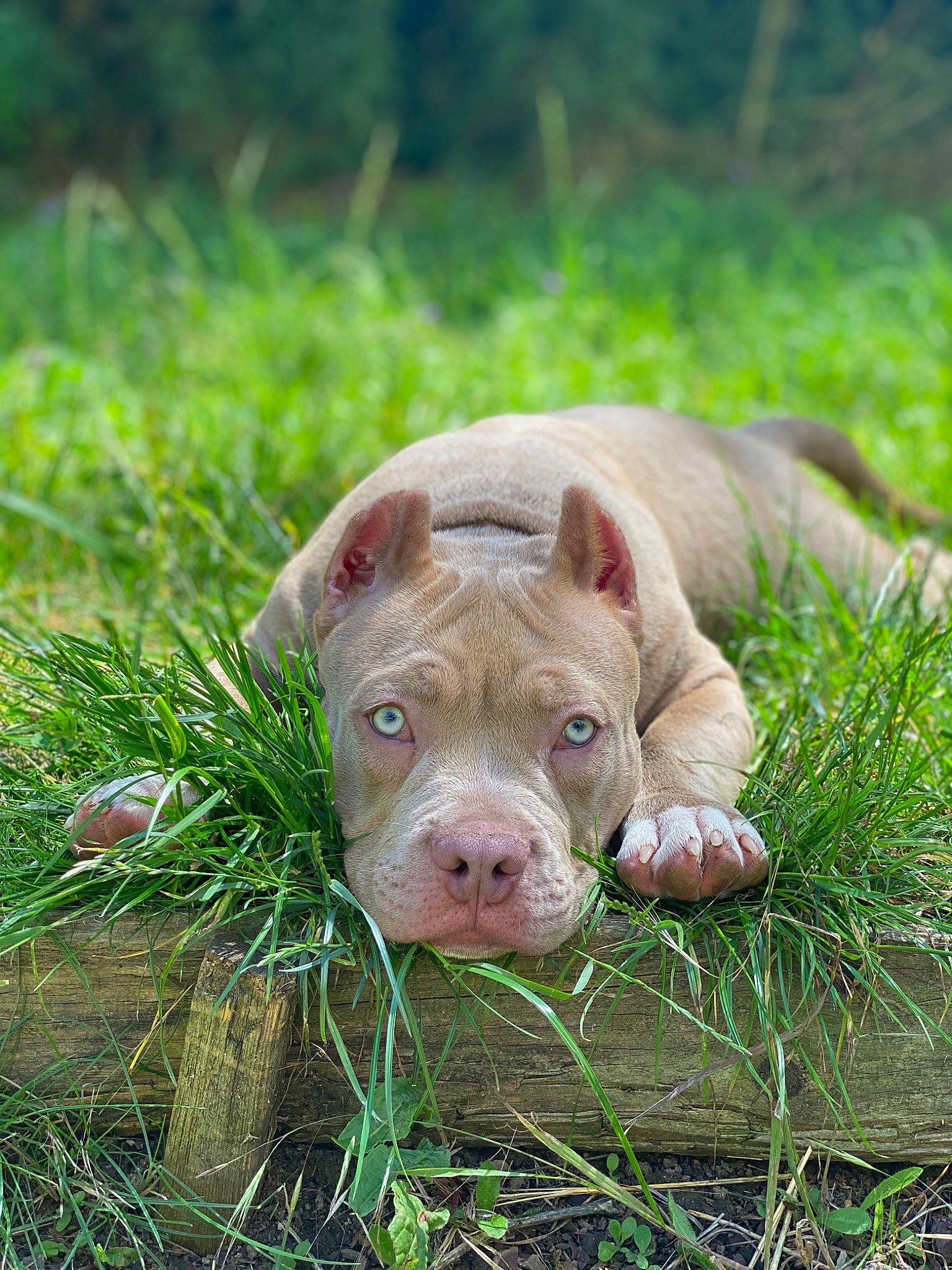 Virus participe au concours pour gagner de l'argent avec cette photo : american_bulldog, american_pit_bull_terrier, american_staffordshire_terrier, canidae, carnivore, dog, dog_breed, fawn, grass, mammal, non_sporting_group, nose, pit_bull, puppy, snout, vertebrate