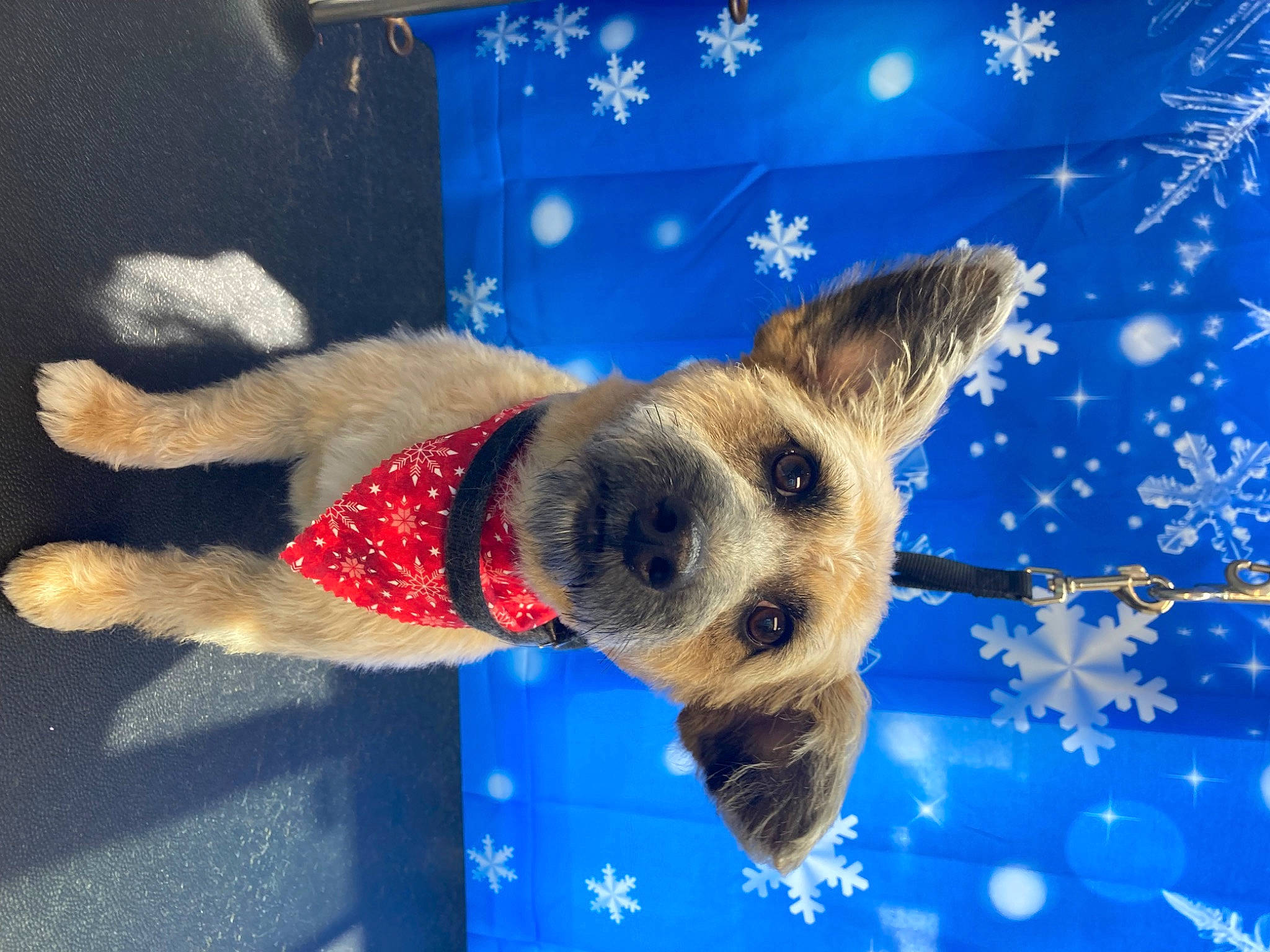 Mia joined the competition — help win amazing prizes! art, canidae, carnivore, companion_dog, dog, dog_breed, dog_supply, electric_blue, event, fawn, fur, happy, paw, pet_supply, snout, sporting_group, tail, toy, winter